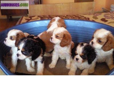 Chiots de race cavalier king charles