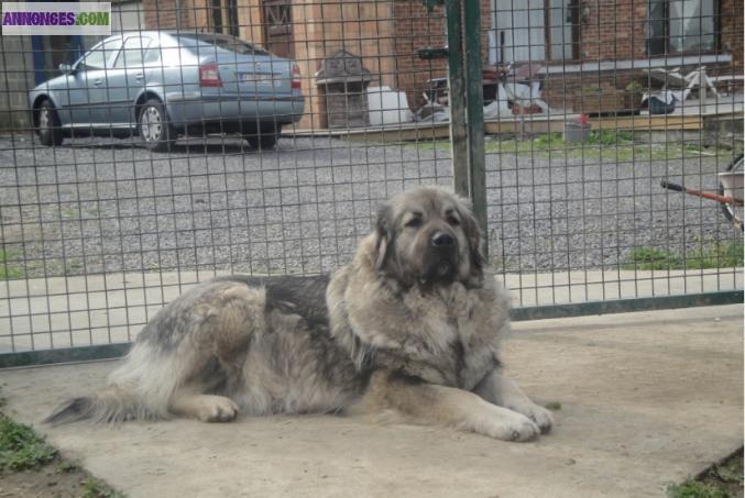 Chiots champion sarplaninec des lions de macedoine à réserver