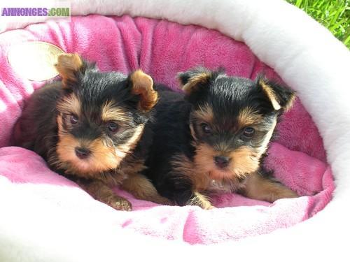 Tres jolie chiots yorkshire