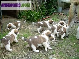 Chiots type saint bernard