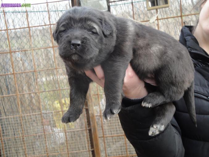 Chiots à réserver SARPLANINEC DES LIONS DE MACEDOINE