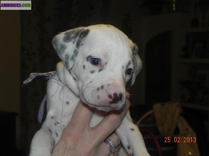 Chiots type dalmatien