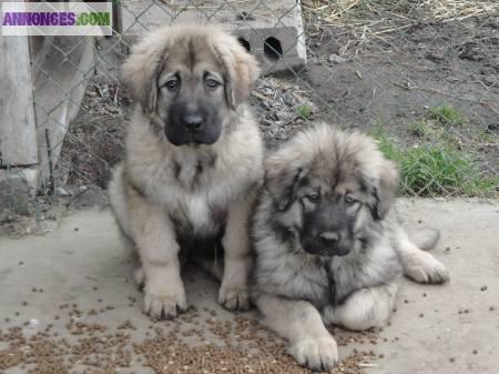 Chiots sarplaninec des lions de macedoine disponible