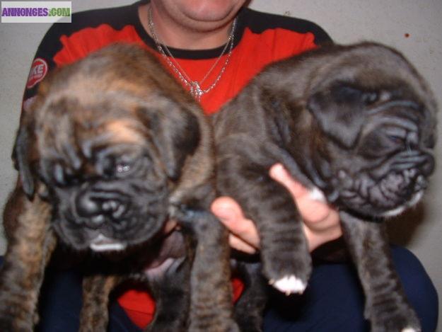 Superbes chiots boxer LOF