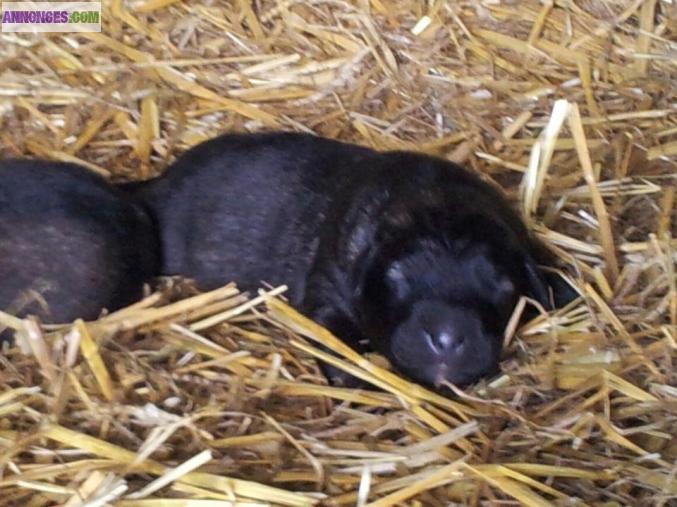 Chiots sarplaninec des lions de macedoine à réserver