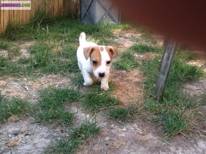 Chiots types Jack Russell