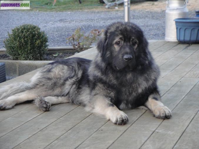 Chiots sarplaninec des lions de macedoine à réserver