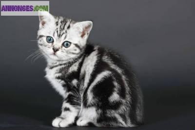 Chaton british shorthair pure race loof