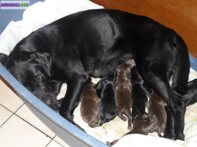 Chiots labrador