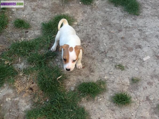 Chiots types Jack Russell