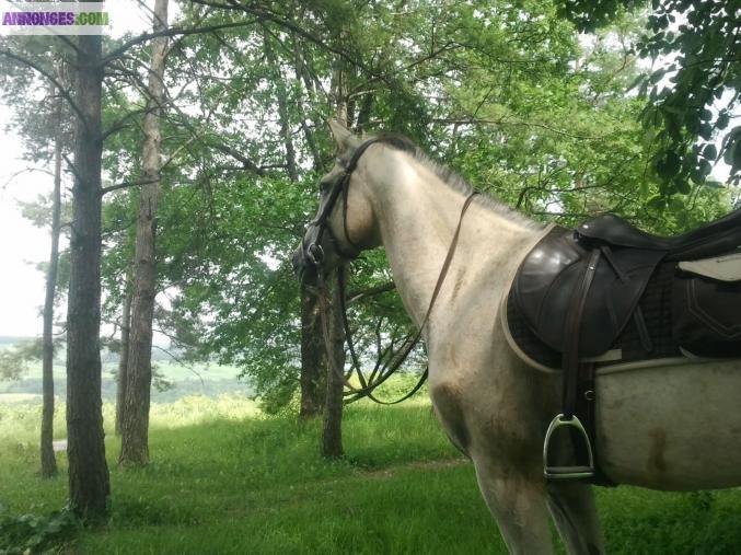 Jument appaloosa croisée quarter horse de 6 ans