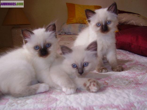 Magnifiques Chatons Sacré de Birmanie LOOF