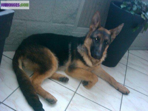 Male type berger allemand non lof