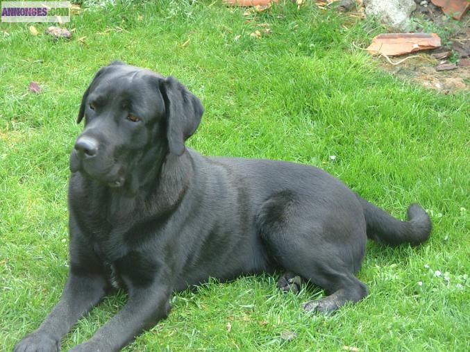 Chiots labrador