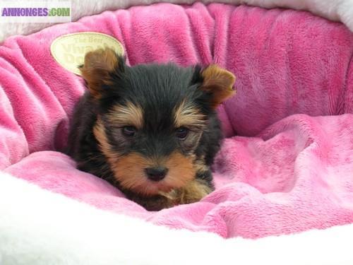 Tres jolie chiots yorkshire