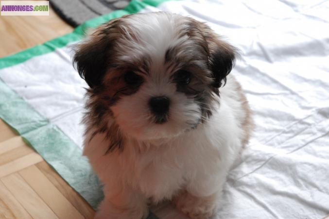 A Reserver: Superbe Chiot Femelle Type Shih Tzu.