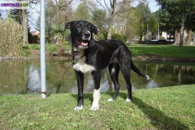 A ADOPTER "YOULA" CHIENNE TYPE BORDER COLLIE