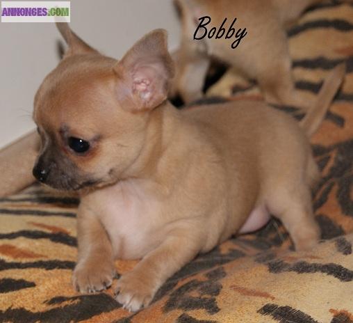 Chihuahua disponibles