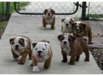 Chiots bulldog anglais - Miniature