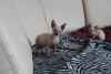Chatons sphynx a donner contre grand amour - Miniature