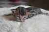 Adorables chatons bengal a donner contre grand amour - Miniature