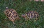 Tortue de terre - Miniature