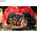 Chiots type rottweiller - Miniature