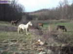 Prairies pour chevaux - Miniature