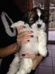 Adorables chiots type shih tzu - Miniature