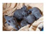 Chatons chartreux - Miniature