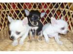 Chiots type chihuahua blanc et chocolat - Miniature