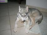 Perdue chienne husky - Miniature