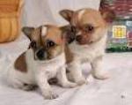 Don de mes chiots chihuahua - Miniature