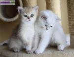 Chaton british shorthair pure race loof - Miniature