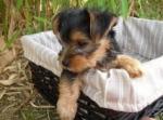 Chiot yorkshire - Miniature