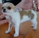 Adoption chiot type chihuahua mâle - Miniature