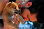 Chiots shiba inu - Miniature