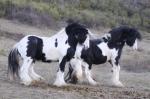 Cherche don irish cob - Miniature