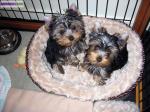 3 yorkire non lof male - Miniature