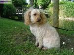 A adopter "tomy" type caniche - Miniature